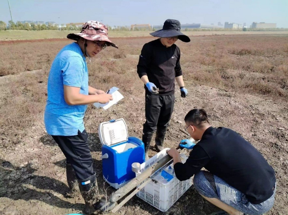 鹽沼濕地碳匯監測試點如何開展?意義何在?